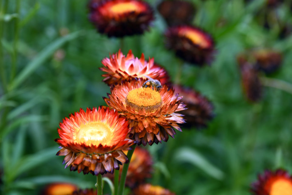 Straw Flowers Close-up