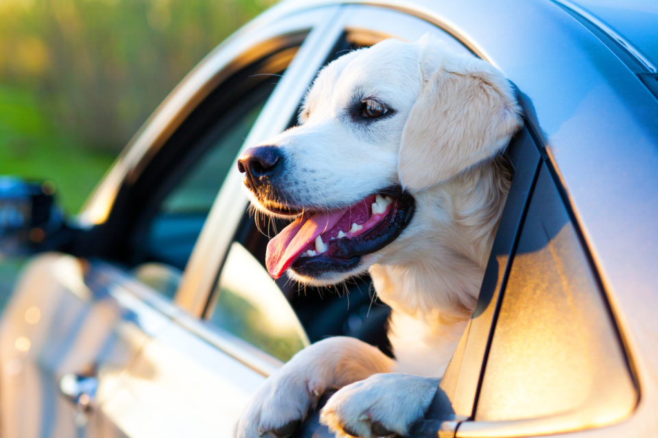 Dog hanging head out of window on a road trip