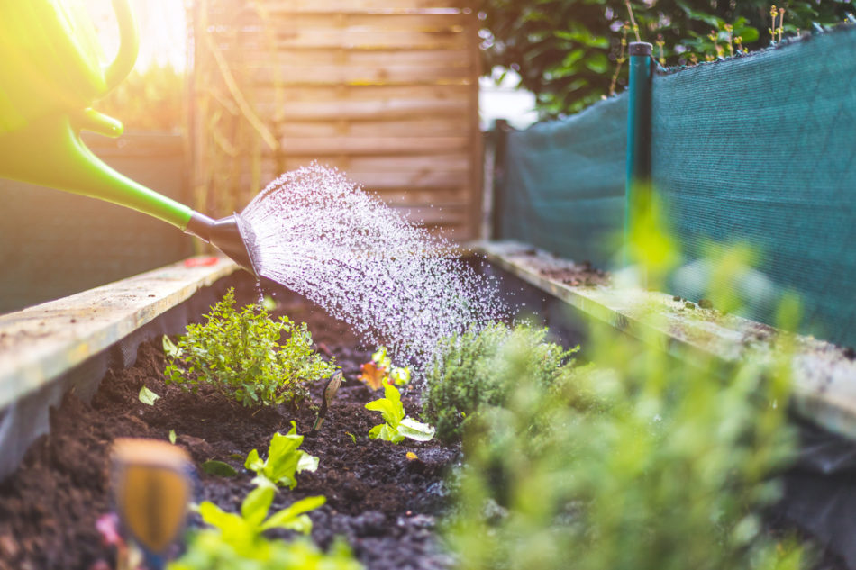 Watering vegetables and herbs in raised bed.