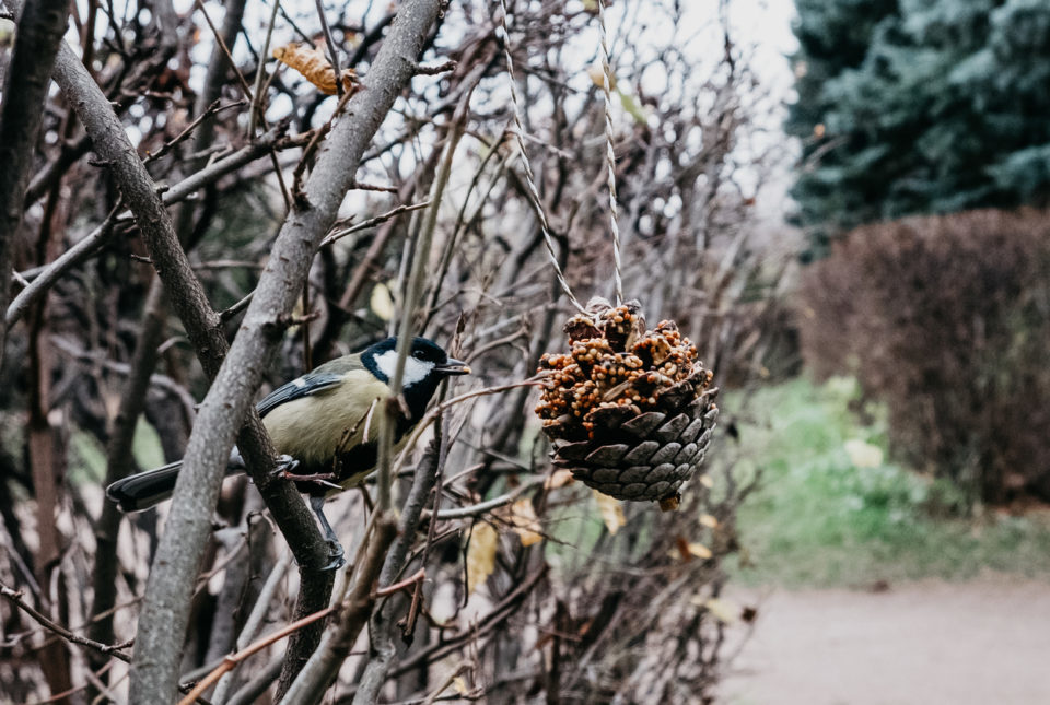 Bird feeder hung on a branch outside