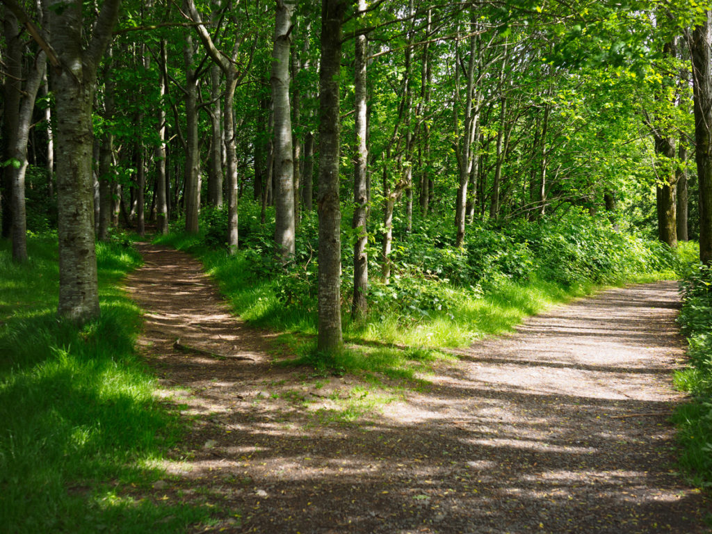two roads split a trail in forest