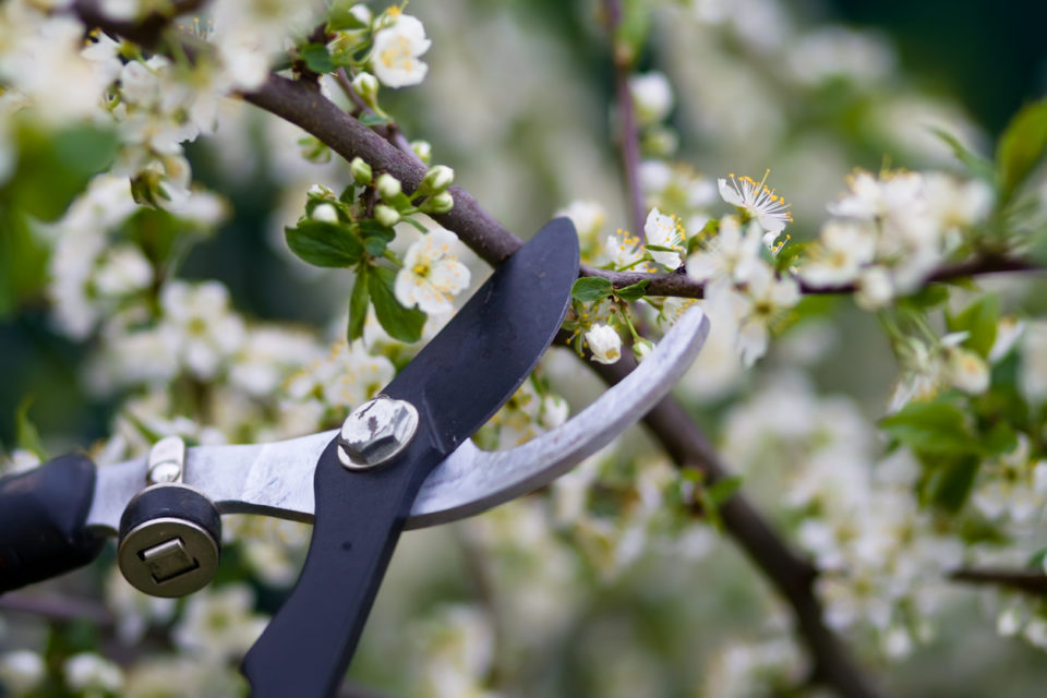 Close-up of clippers pruning flowering bushes